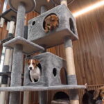 Dubai-Pet-Shelter01