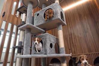 Dubai-Pet-Shelter01