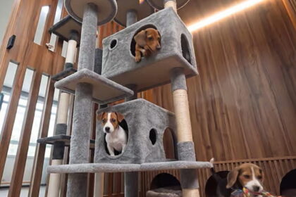 Dubai-Pet-Shelter01