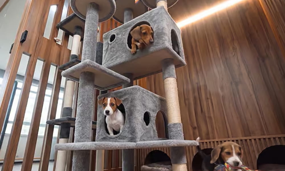 Dubai-Pet-Shelter01